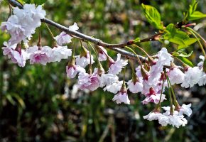 大河原町観光物産協会長賞「幻の桜（センダイヨシノ）」小野木 様